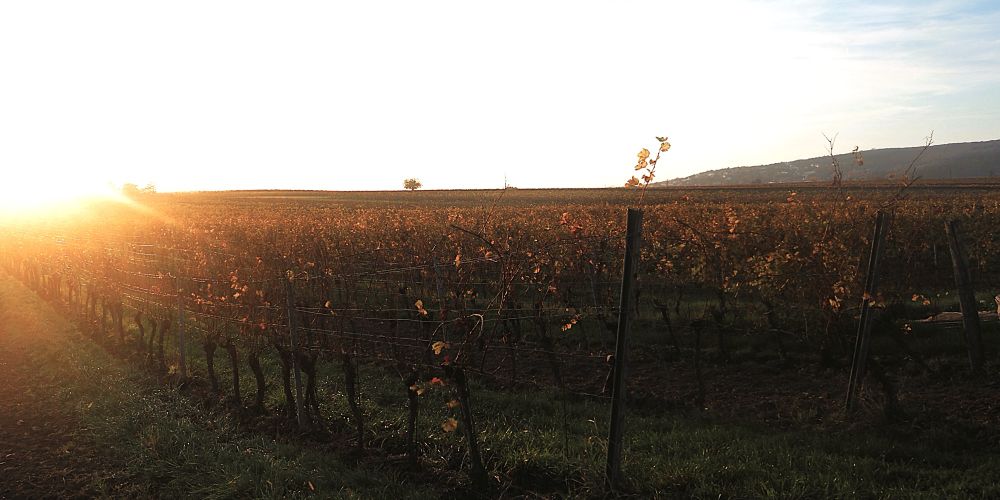 Untergehende Sonne bei einem Spaziergang am späten Nachmittag zwischen Weingärten. 