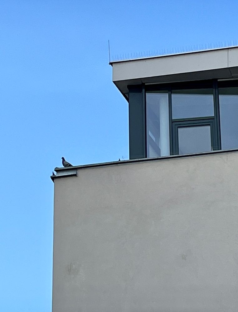 Das Foto zeigt eine Taube, die auf dem Rand eines modernes Gebäude sitzt. Das Haus hat eine helle Fassade und ein modernes Design mit großen Glasfenstern in der oberen Etage. Der Hintergrund blauer wolkenloser Himmel. 