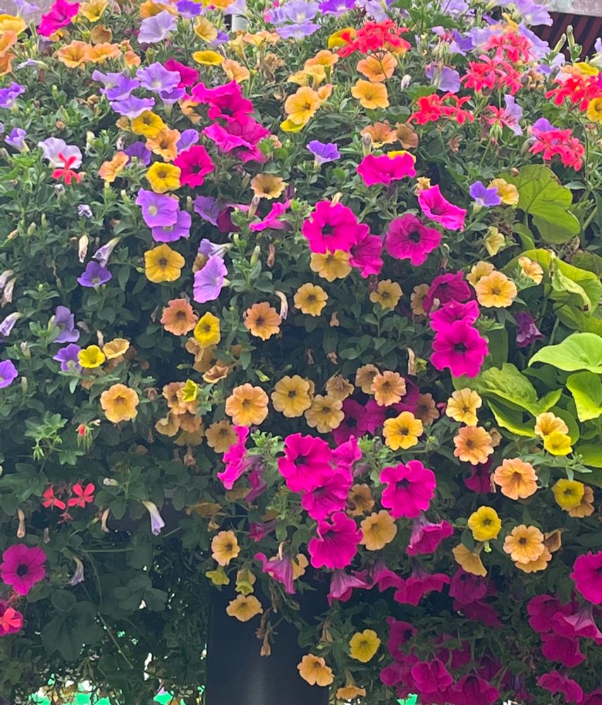 Ein Blumenbeet voller kleiner gelber, pinkfarbener, und violetter kleiner Blüten. 
