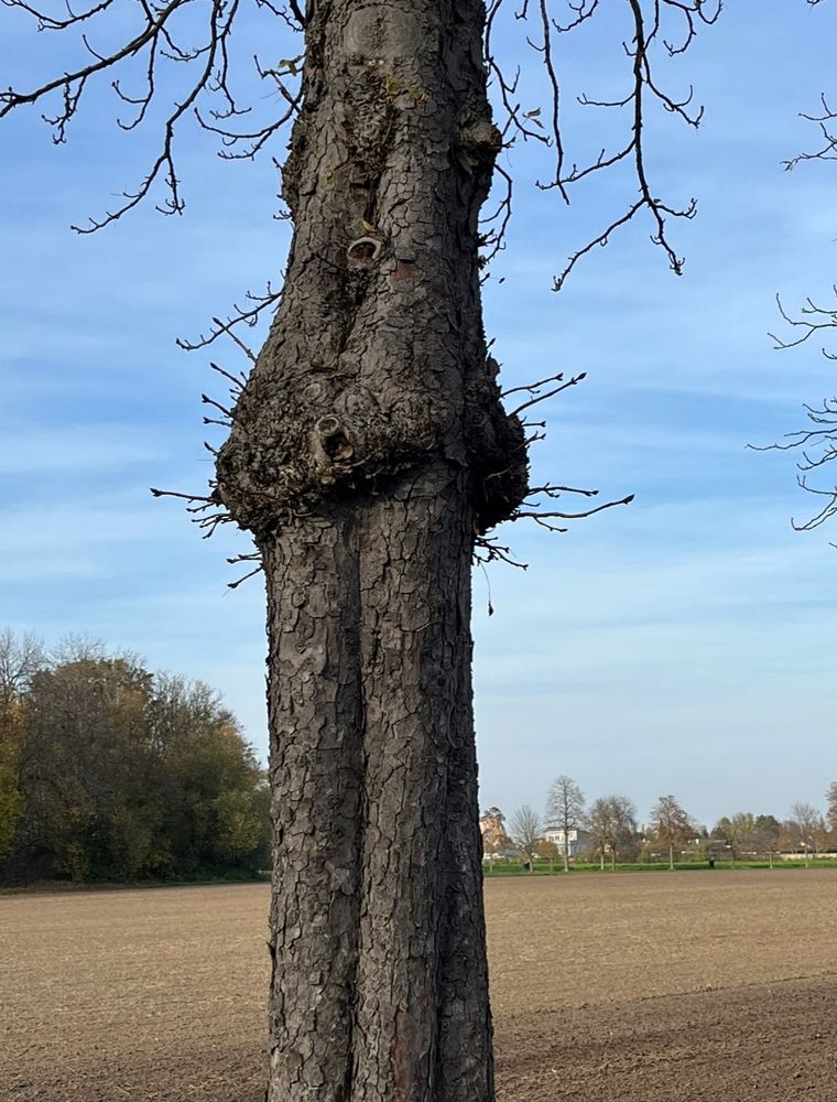 Ein knorriger alter Baum mit zahlreichen Dellen und Beulen.