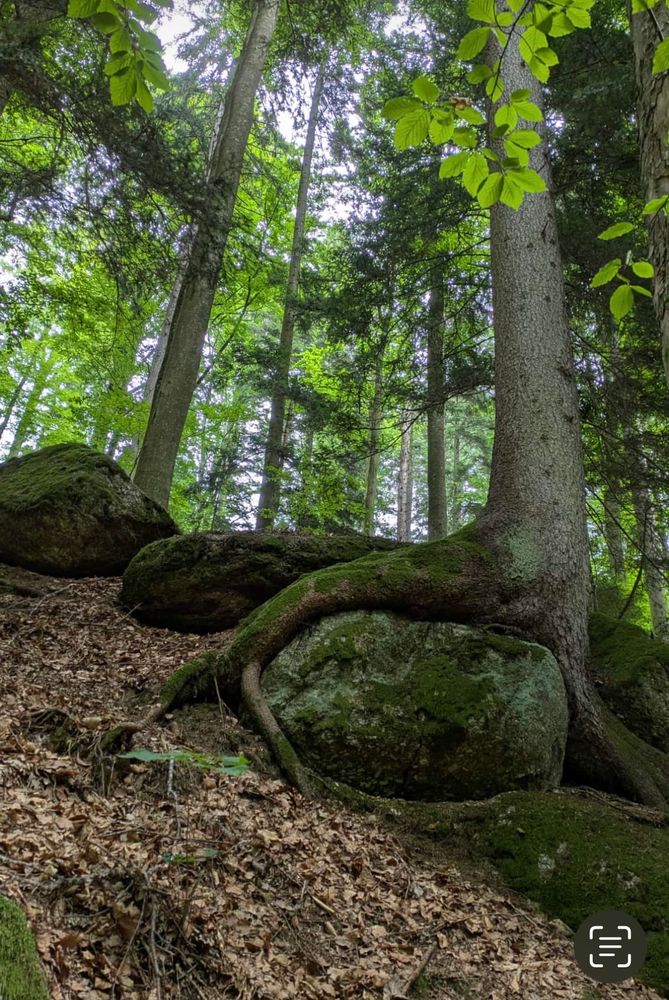 Aufnahme in einem Wald. Das Bild zeigt einen Baum mit riesigen frei liegenden Wurzeln die einen sehr großen bemoosten Stein umschlingen. Hinter dem Baum weitere überdimensional große Steine. Der Boden ist mit viel braunem Laub bedeckt.