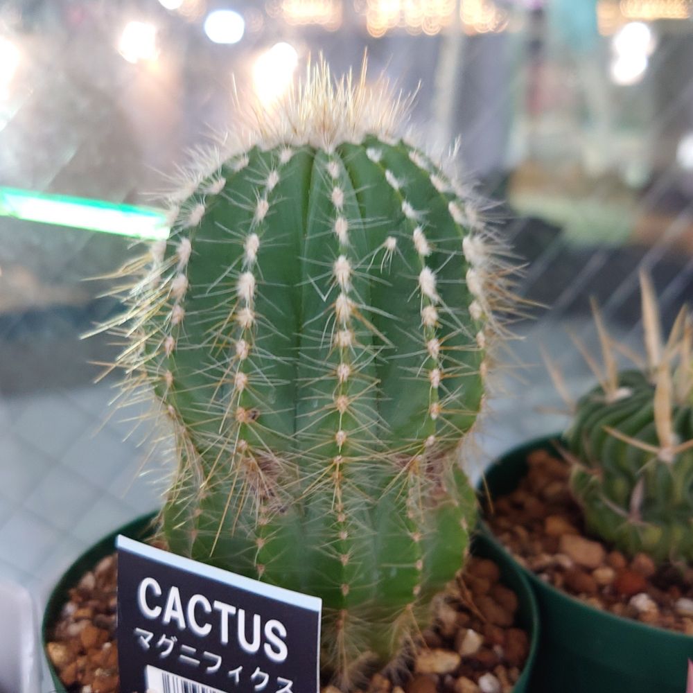 マグニフィカス