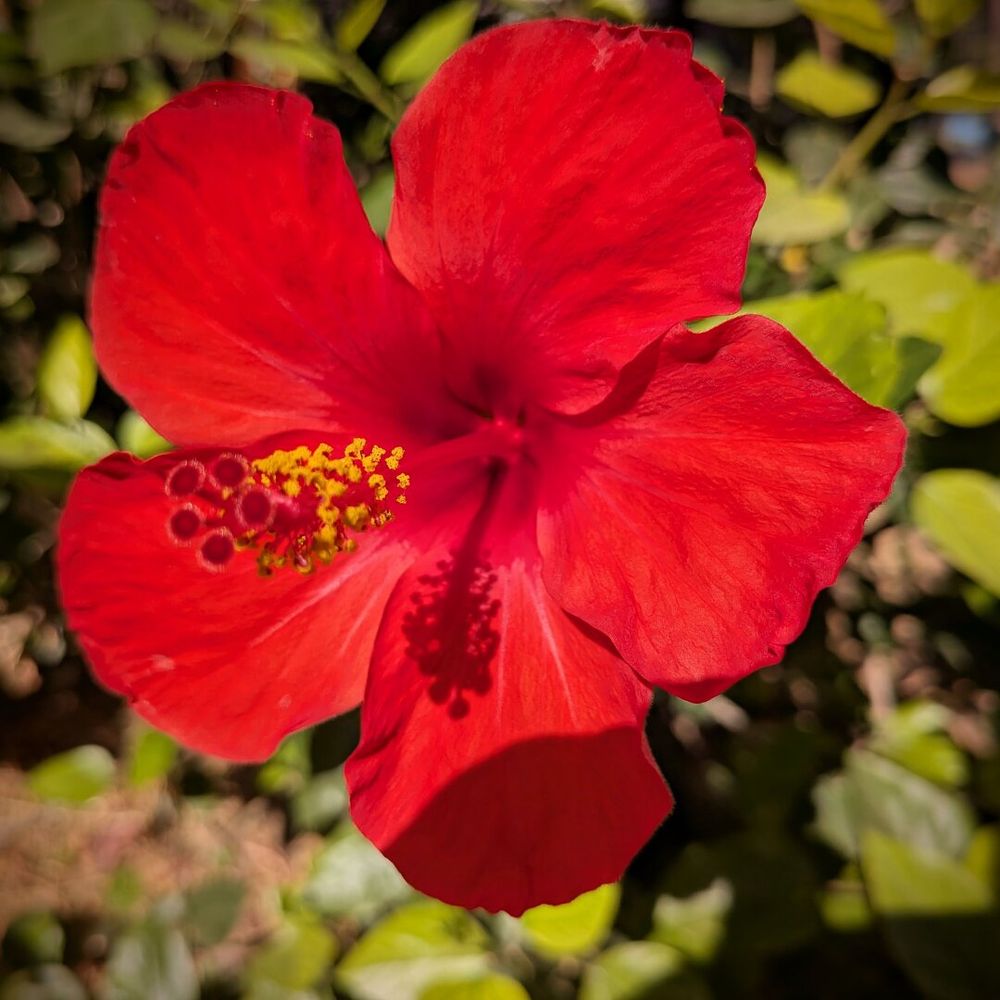 A photograph of a red hibiscus flower.