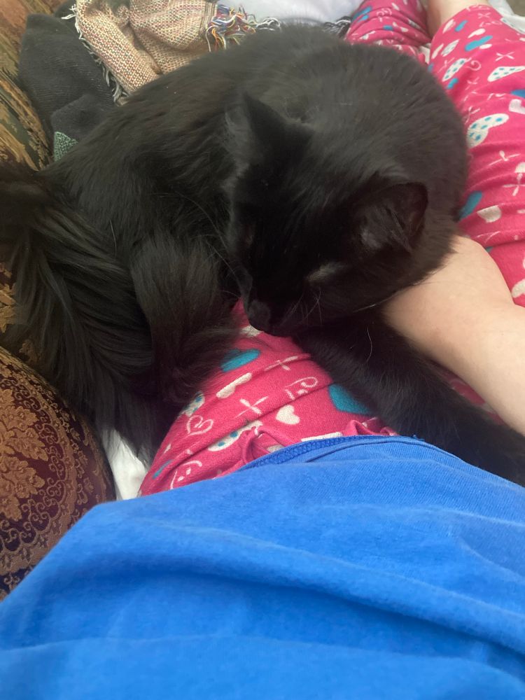 Bigby the fluffy black cat curled on my lap, resting his head both on his arm and against my hand.
