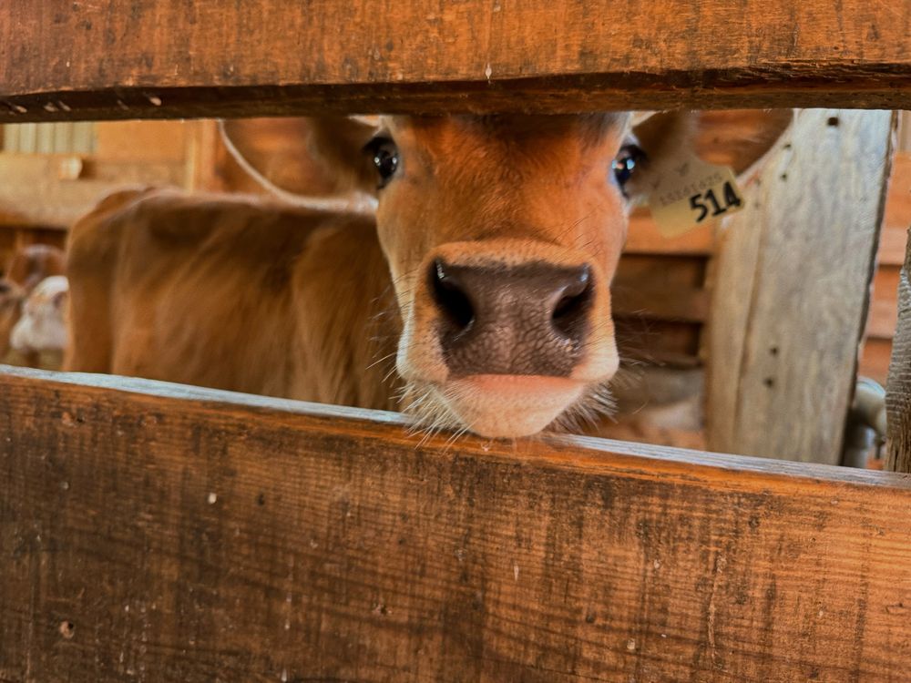 A light brown cow pokes its dark brown nose between slats of wood. Its eyes are big and curious, looking at the camera. 