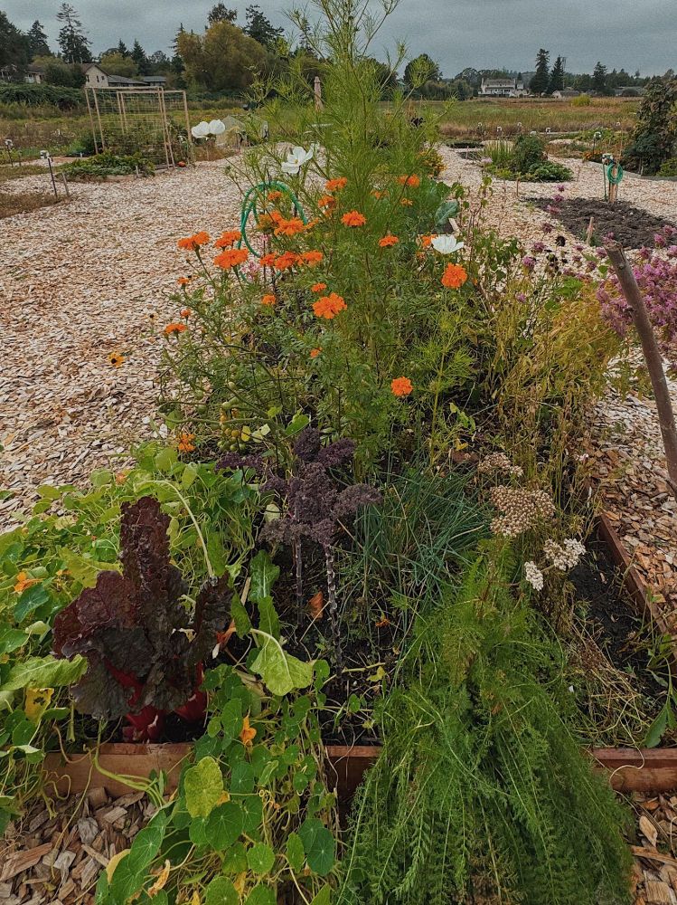 A garden bed surrounded by wood chips. Bushy marigolds sprout many orange blossoms, and a tall cosmos plant with white flowers sprouts within. There are nasturtium with a few remaining yellow flowers, fluffy yarrow leaves, dark red swiss chard, dark purple kale, and tall, purple lemon bee balm flowers, all under a grey sky.