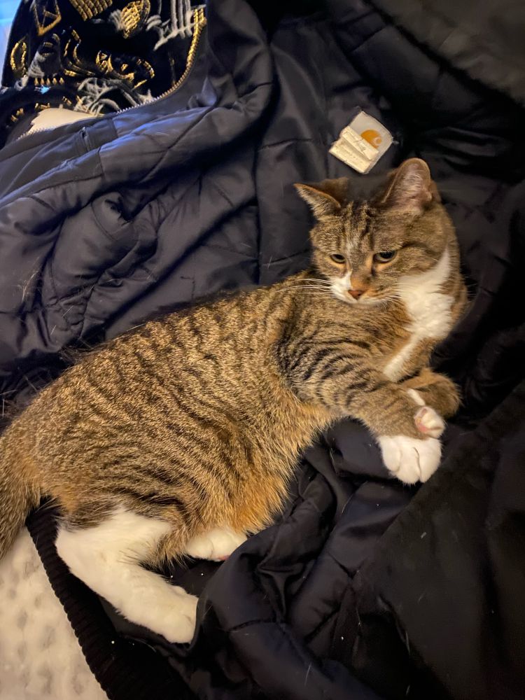 Polydactyl cat laying in a black car heart jacket.