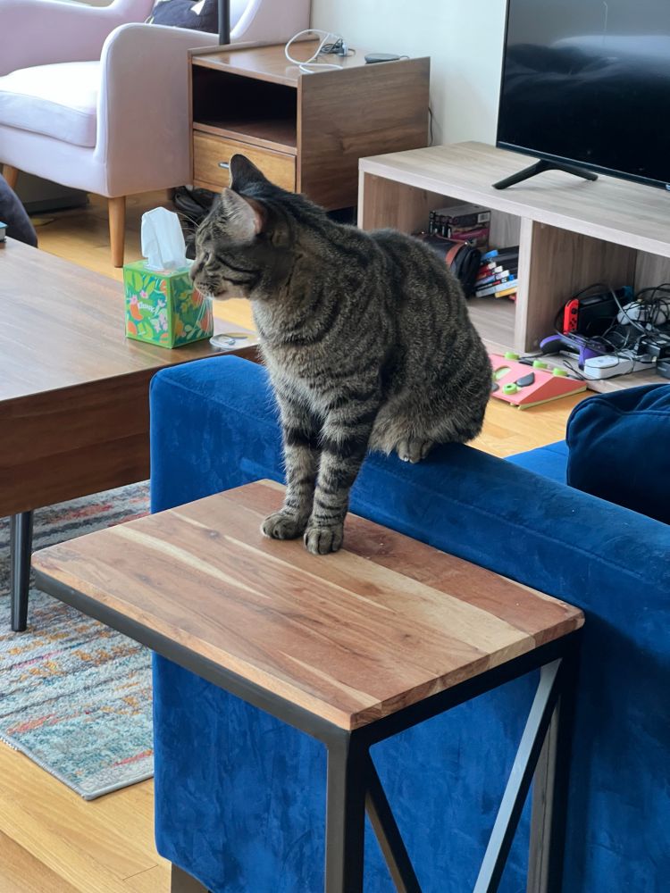 cat sitting in a weird pose