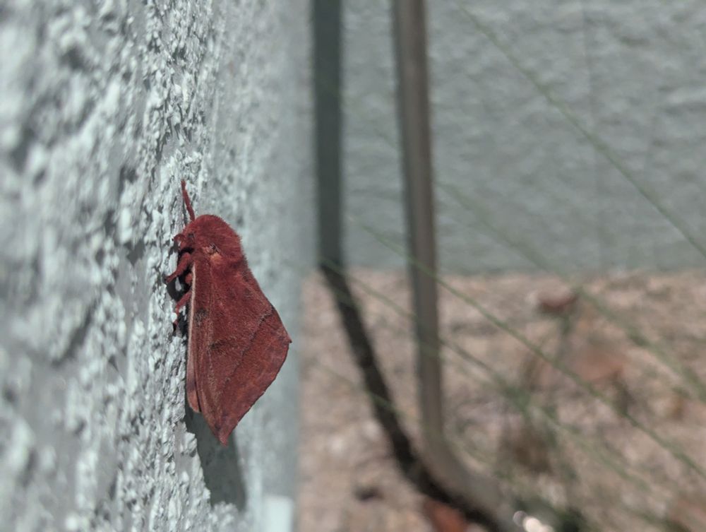 Dark red fuzzy moth on an exterior wall at night