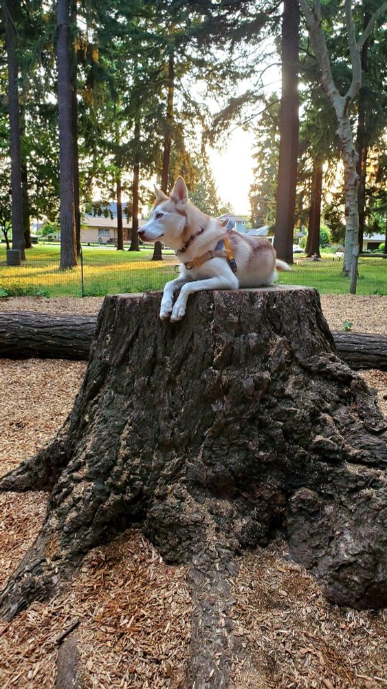 Oona the Husky rests photogenically on a tree stump at sunset