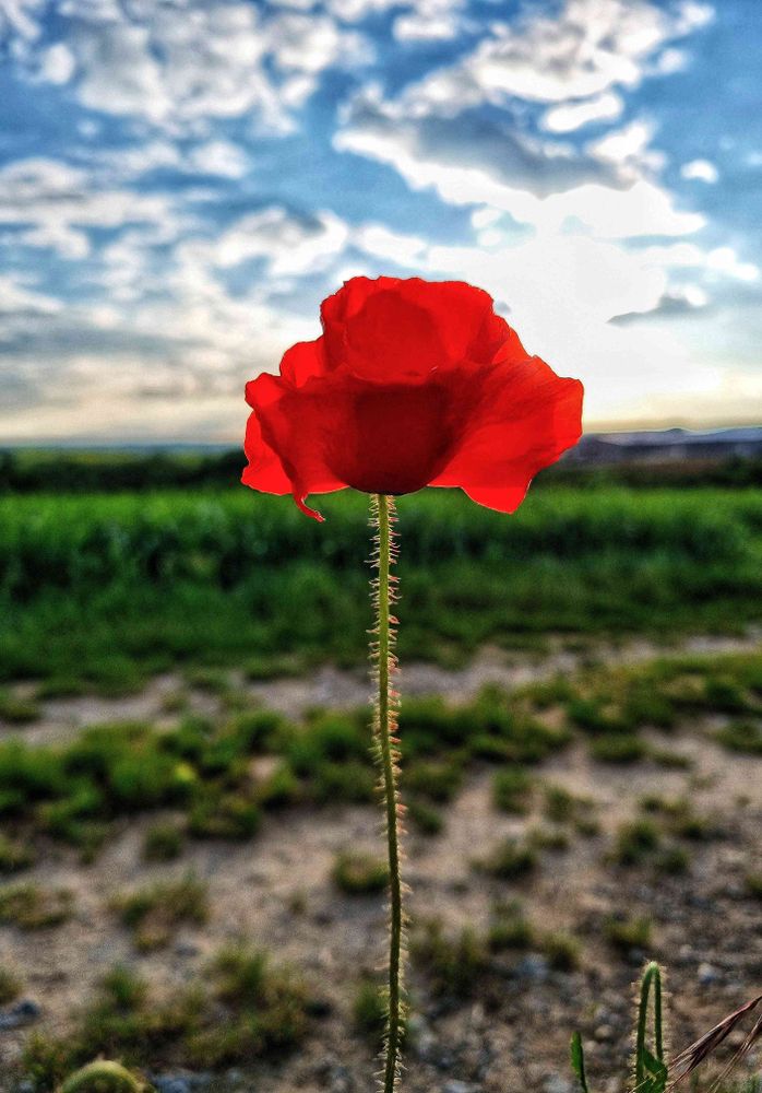 Eine rote Mohnblume, im Hintergrund der bewölkte Himmel mit tief stehender Sonne