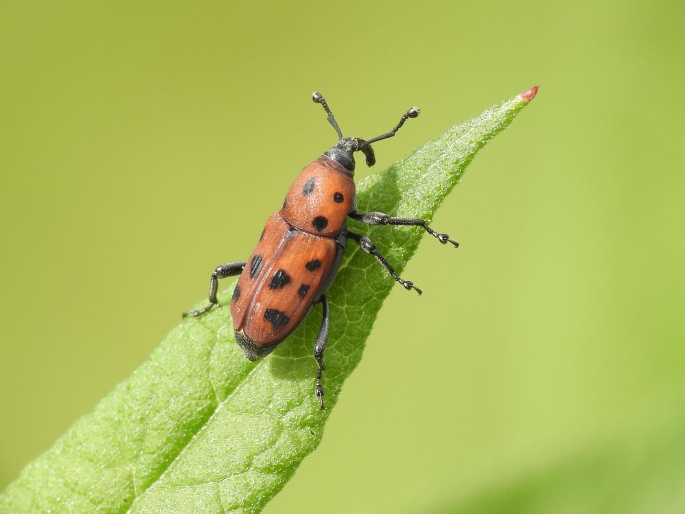 Rhodobaenus tredecimpunctatus on ironweed