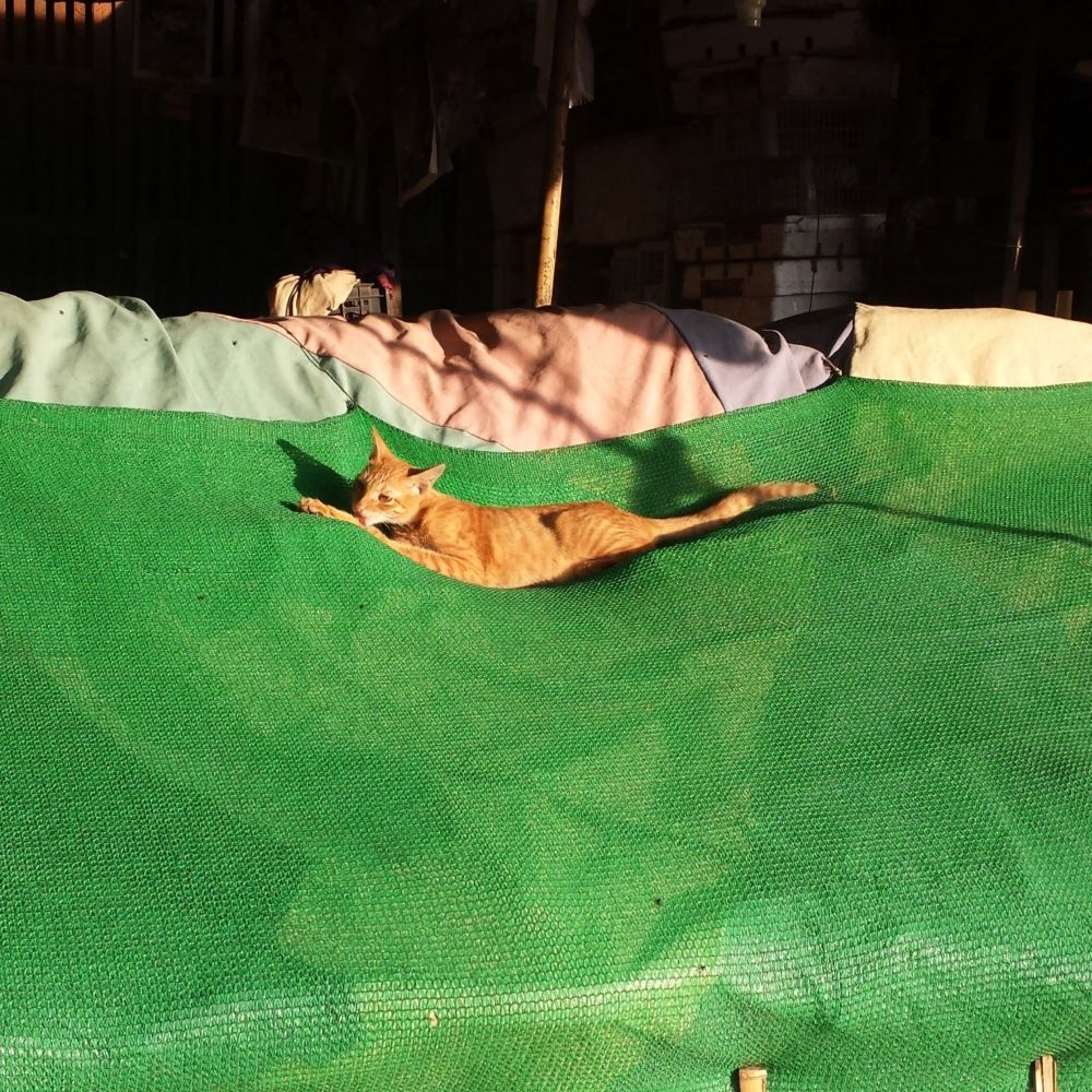 A cat stretched out and loving is paw on an empty fruit shop display in Myanmar.