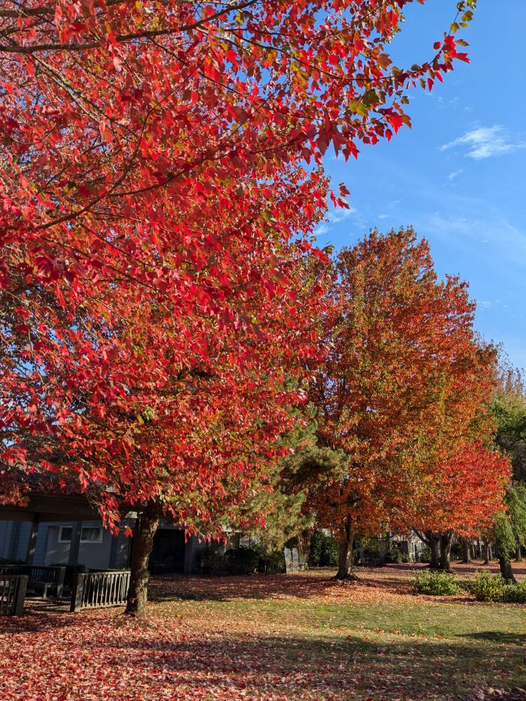 Pictures of trees with red leaves.