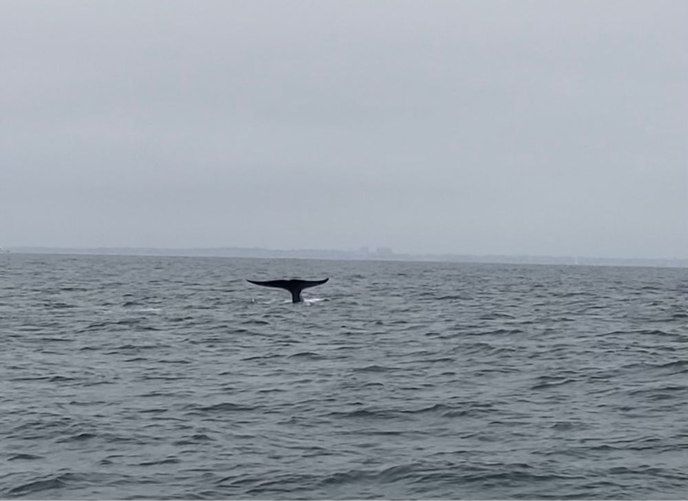 The tail of a blue whale.