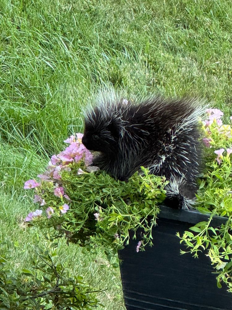 A photo of a cute but annoying little porcupine. 