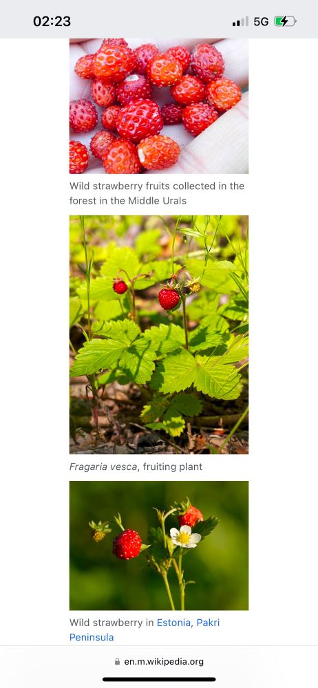 Screenshot: 3 pictures of wild strawberry as fruiting and flowering plant. 