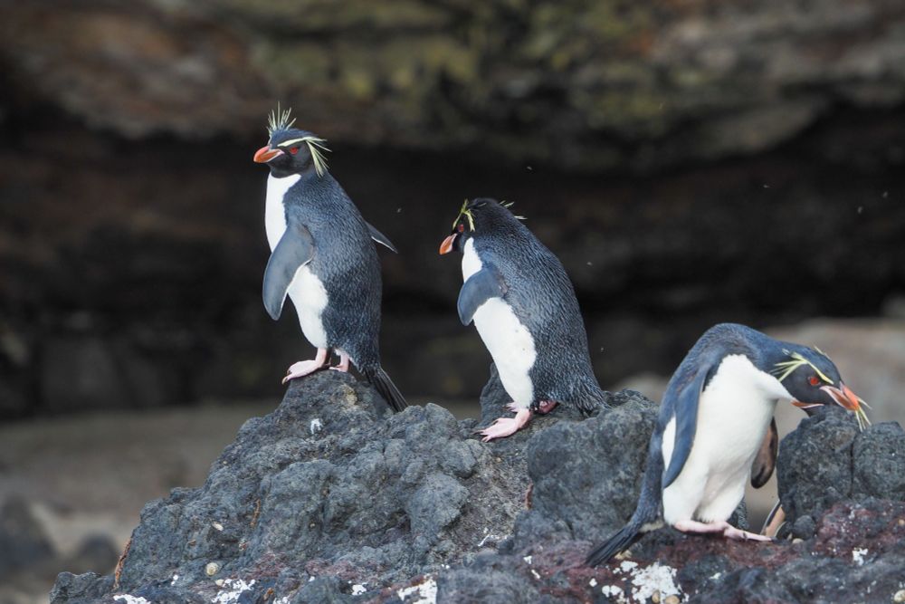 Three black and white penguins with yellow spiky eyebrows, red eyes, pink beaks and pink feet standing on a rock