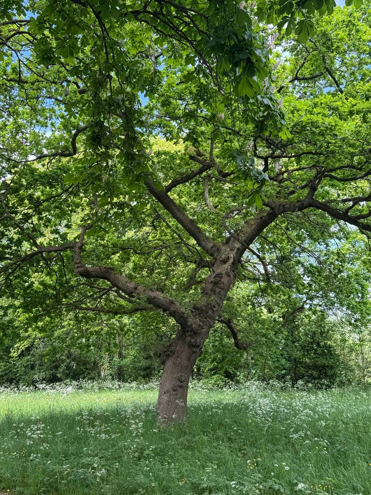 An oak tree is full leaf in a grassy meadow of white and yellow flowers. The sky is blue