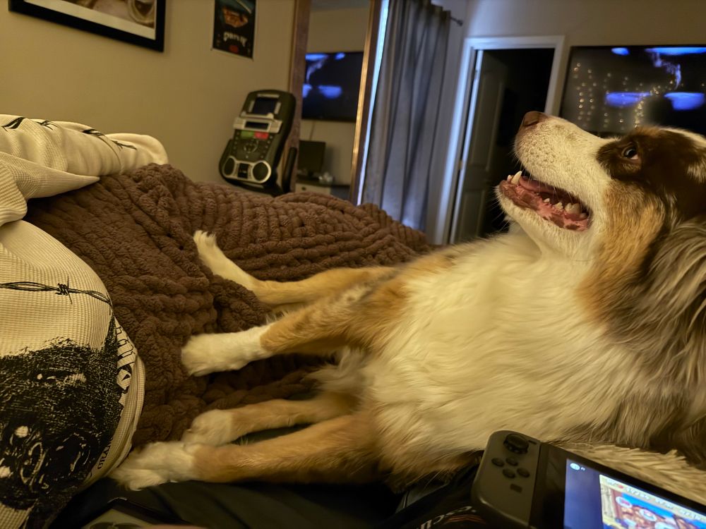 Red Merle Aussie laying on its side pushing someone away with its paws
