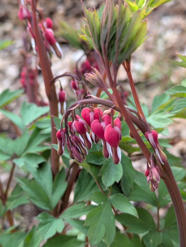 And yes, a bleeding heart liberal!