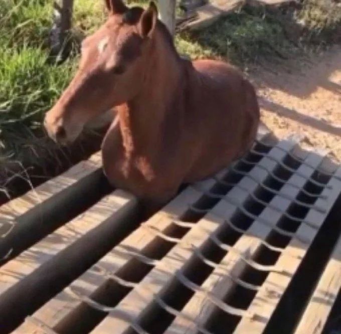 Cavalo com as pernas dentro de uma tampa de bueiro preso