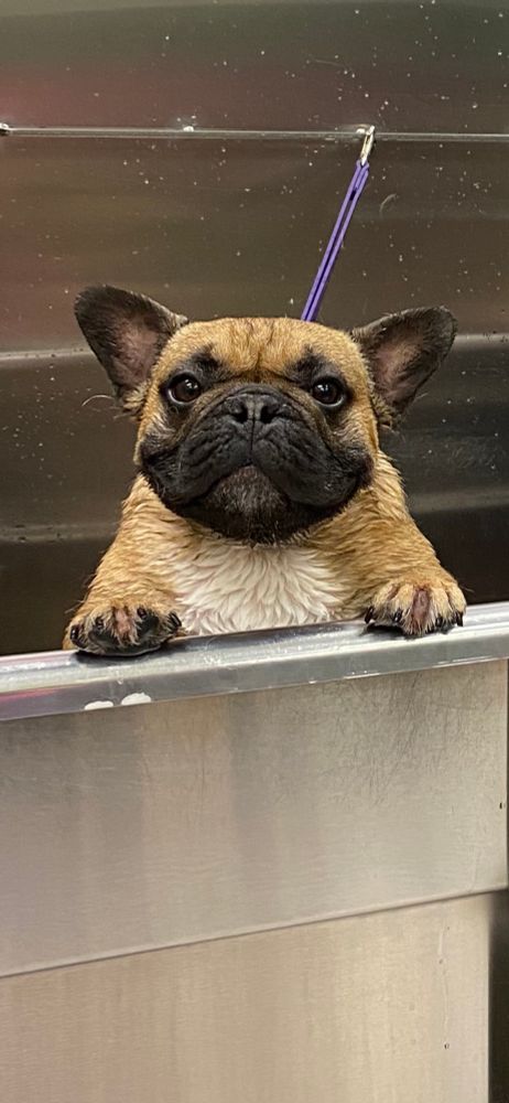 Lil’ puppy needs a bath! 