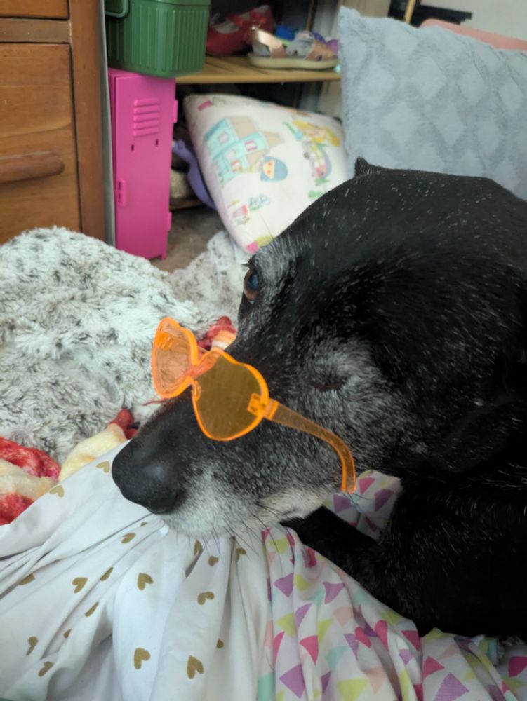 One eyed black dog wearing sunglasses that are too small.