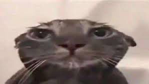 wet cat, punished by bath