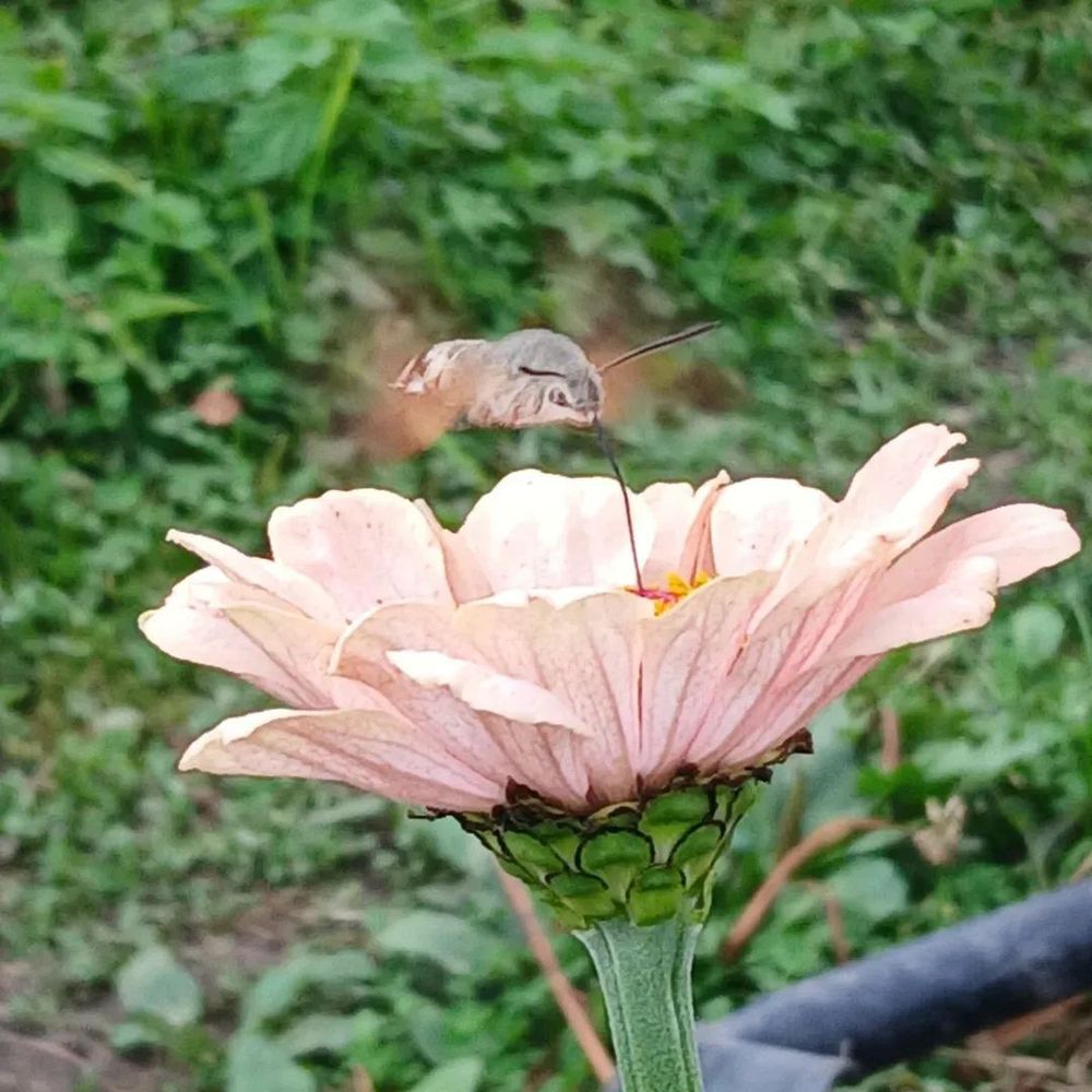 Vietaileva isopäiväkiitäjä (etelänpäiväkiitäjä)