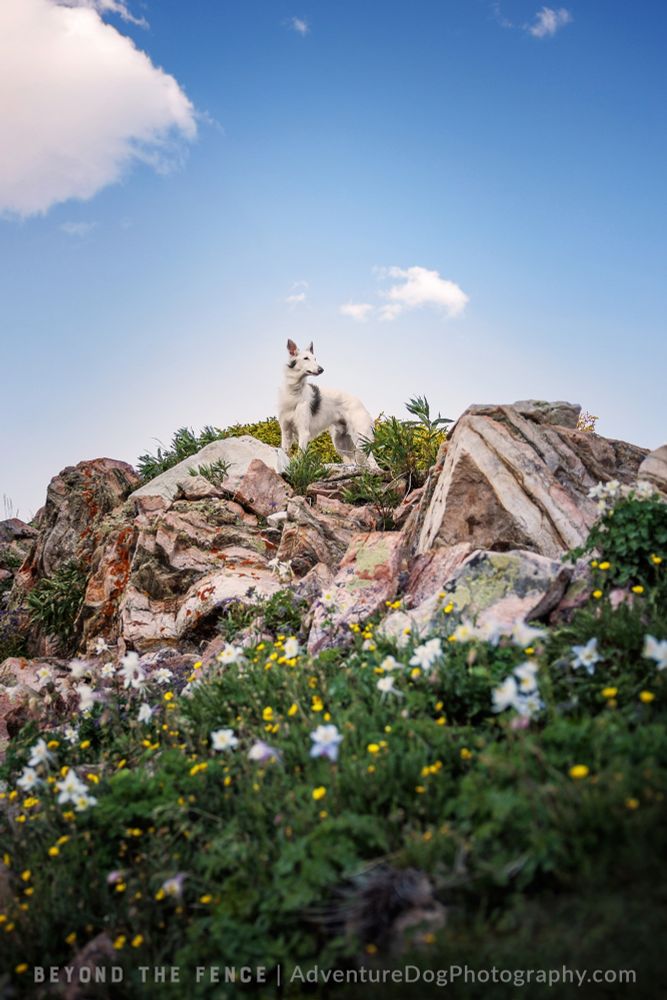 White silken windhound with grey spots looking out across the landscape, the dog is small and towards the top of a rocky landscape strewn with wildflowers