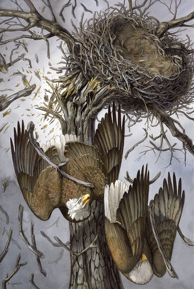 Watercolor painting of Two bald eagles falling from a tree shattering under the weight of a nest