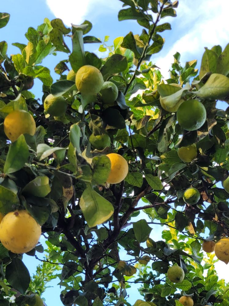 Albero limoni
Lemon tree