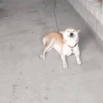 a brown and white dog is standing on a sidewalk with its eyes closed and a leash around its neck .