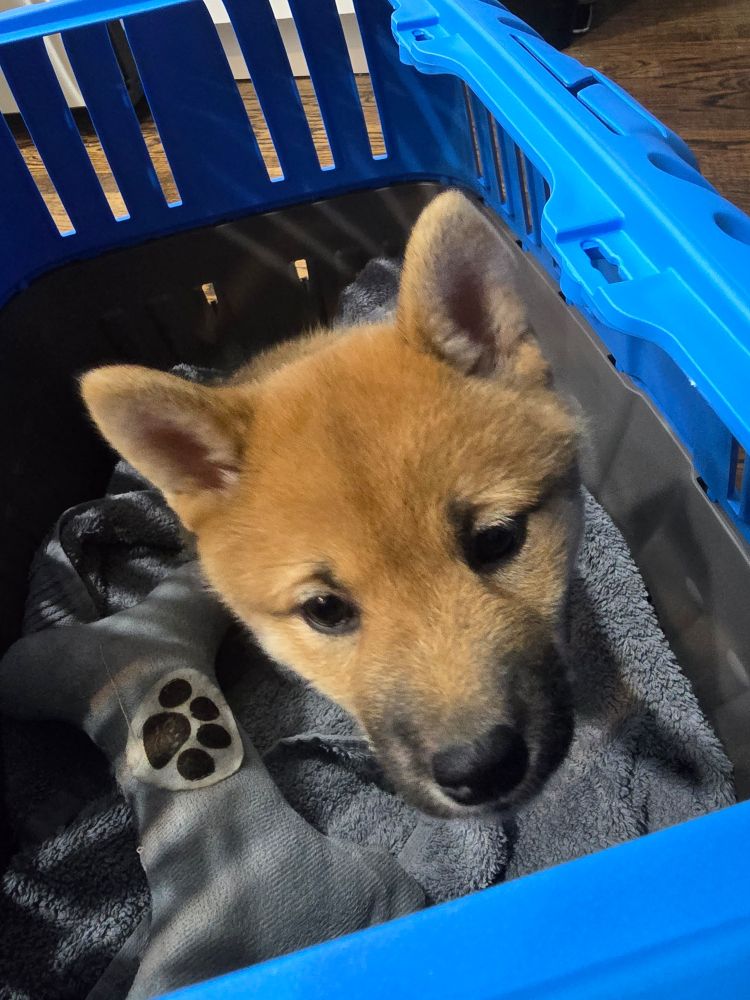 Red Shiba puppy poking her head out of the top door of her crate