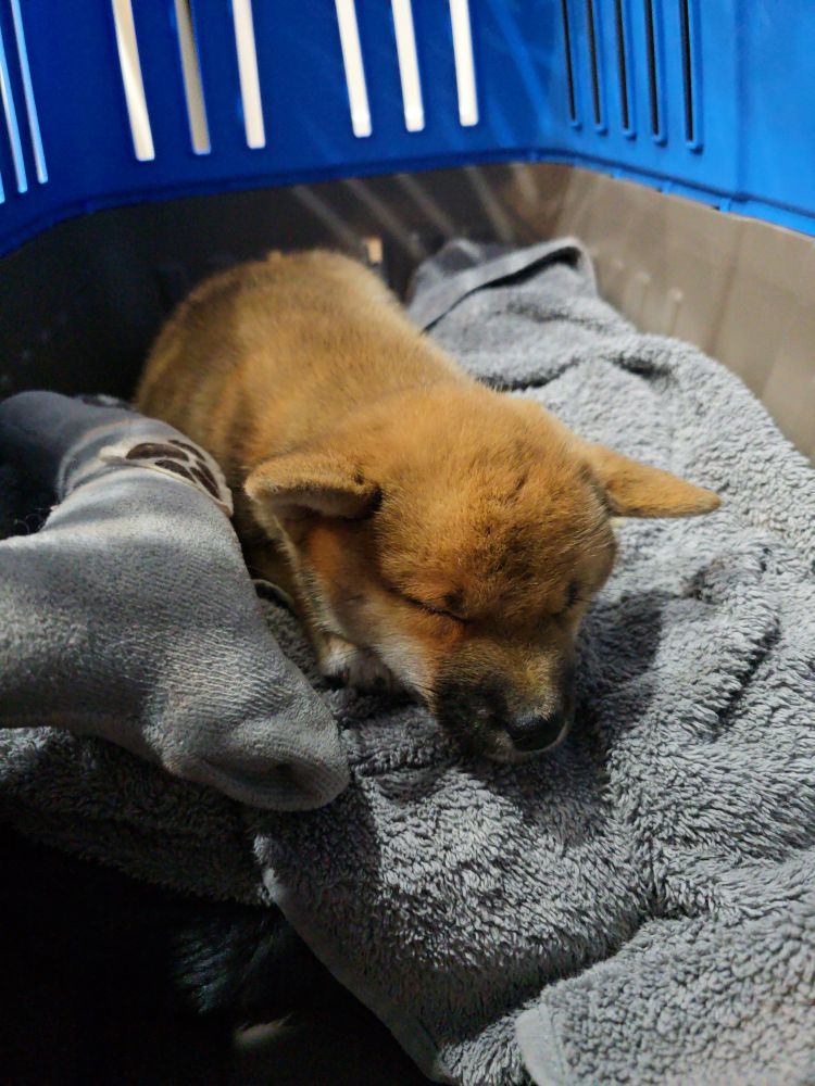 Red Shiba puppy sleeping in her crate cuddling with a grey toy