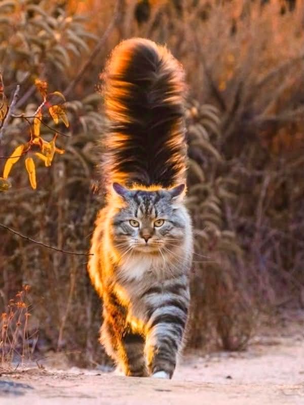 A gorgeous black, gray and cinnamon Maine Coon cat, walking directly towards the viewer, with a very floofy tail being held proudly up like a plume. 