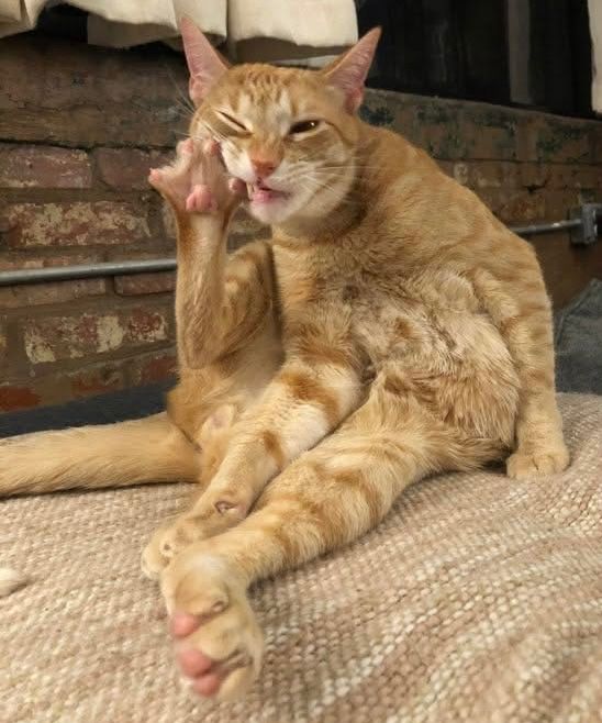 Shows a ginger cat sitting oddly, chewing on his back toes, which are pink.