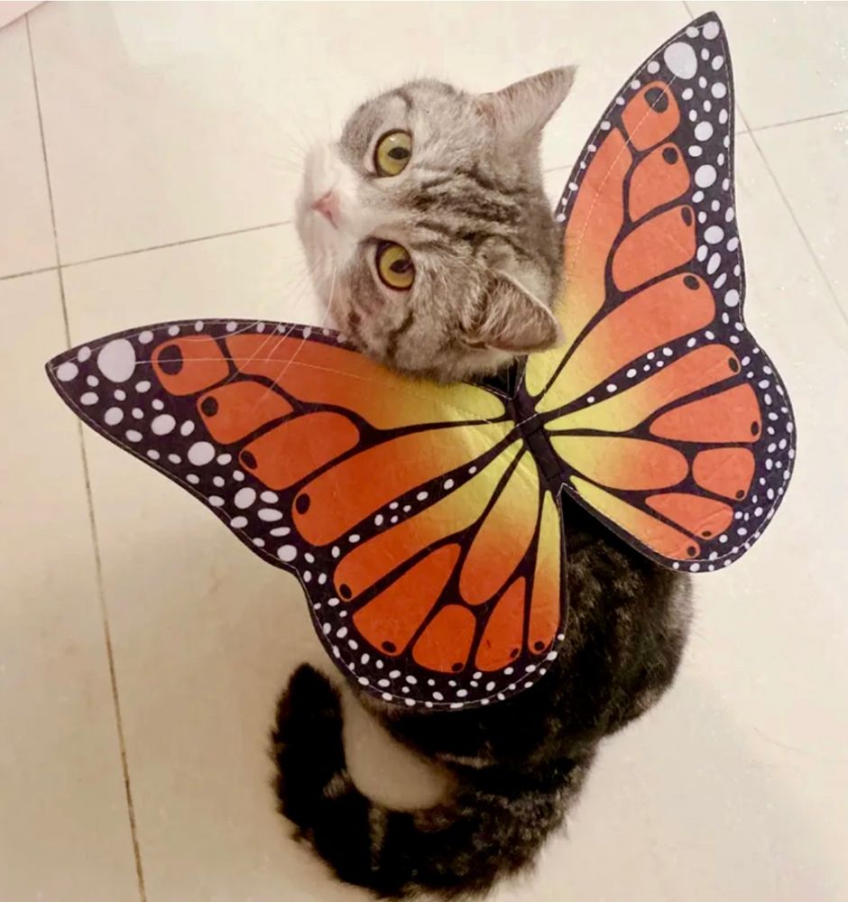 Photo shows a small cat wearing a pair of costume Monarch Butterfly wings, looking over it’s shoulder at the camera.