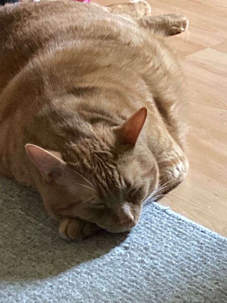 Photo shows a very large ginger cat, napping half on the hardwood floor, half on the carpet, with his head resting on his front paw.