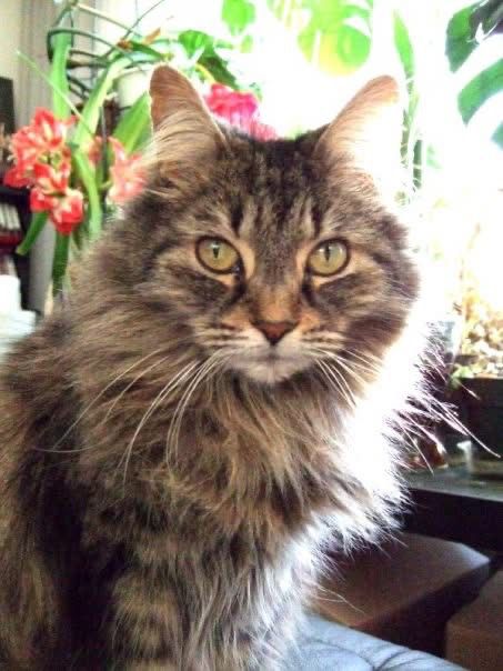 Photo shows a gray, black and beige Maine Coon cat, sitting looking at the viewer. There are several flowers and plants in the background, including a trio of Amaryllis blooms.
