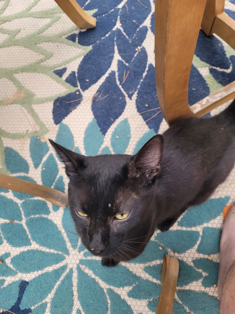 A very dirty black cat, who's just decided he has a new home 