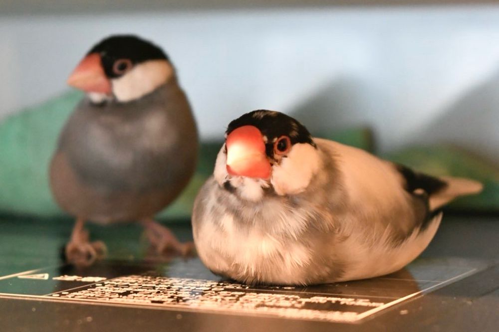 餅文鳥