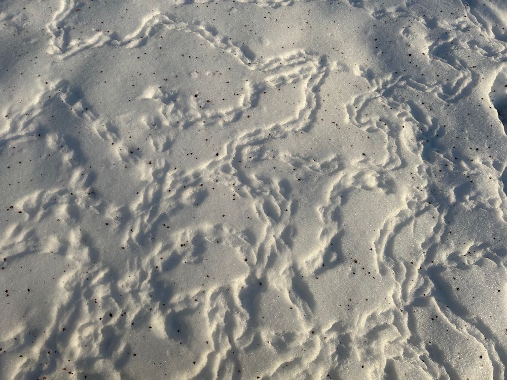 Patterns made by bird footprints in the snow