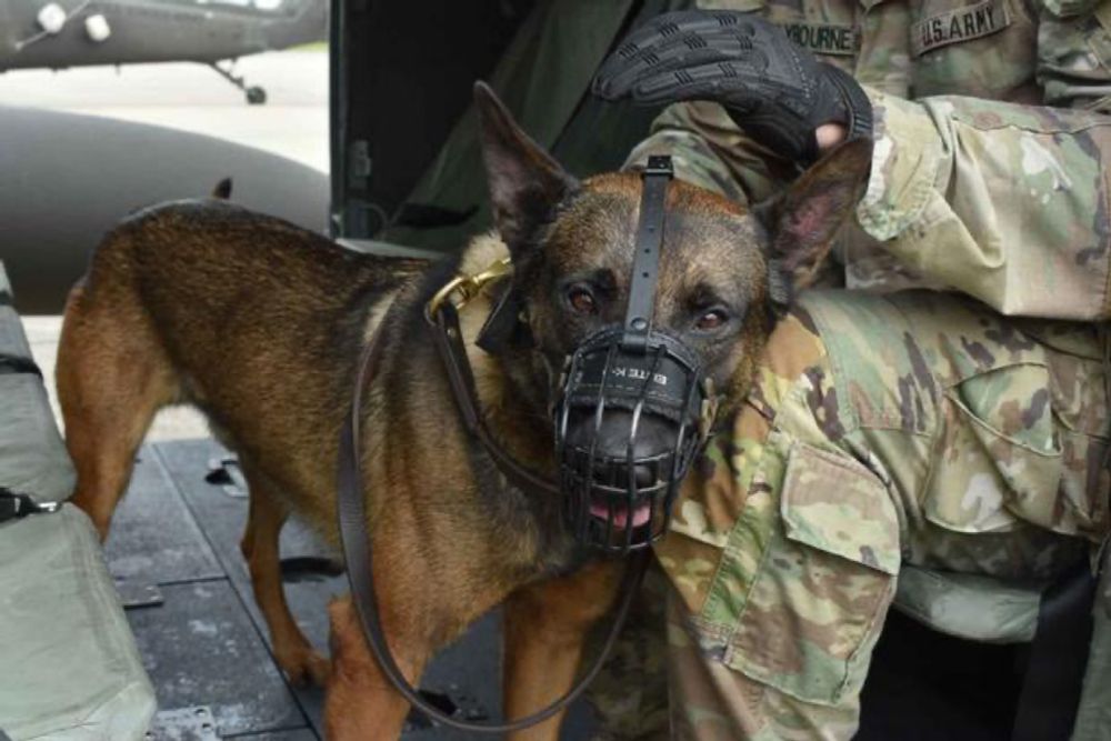 The Army Is Working Toward Better Physical Training and Mental Health Care for Its Dogs