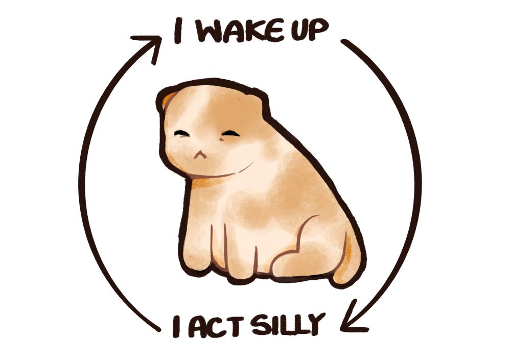 sleepy orange kitten surrounded by the words and arrows "i wake up" pointing at the word "i act silly" pointing back at the first words in a circle