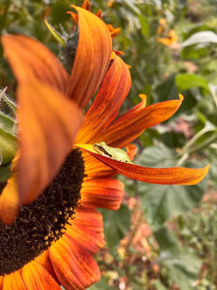 Sunflower with a pacific tree frog perched on a petal