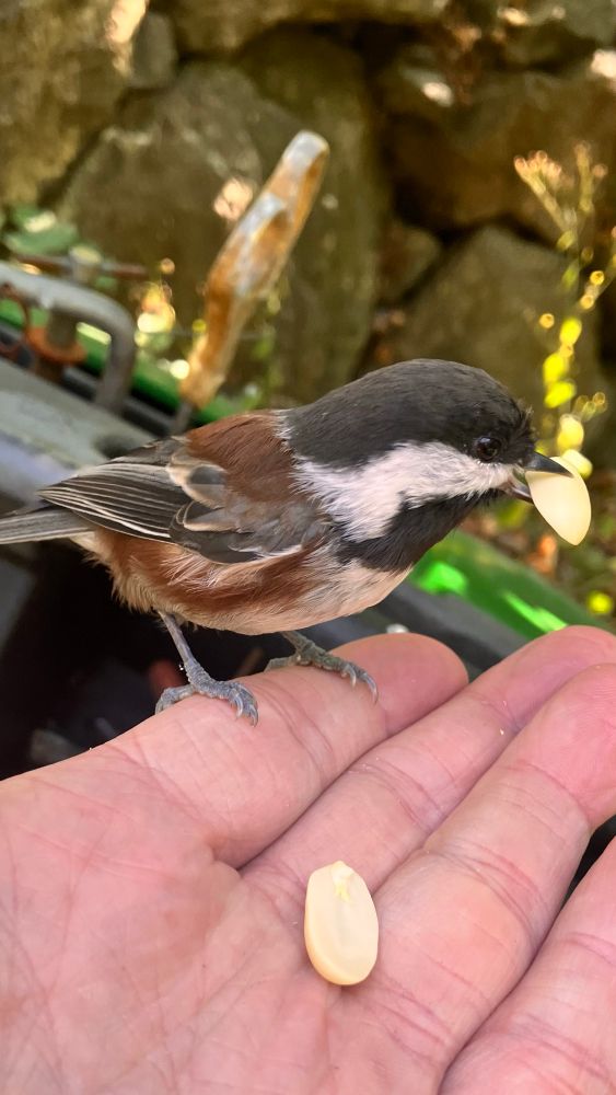 A chickadee eating a peanut from my hand