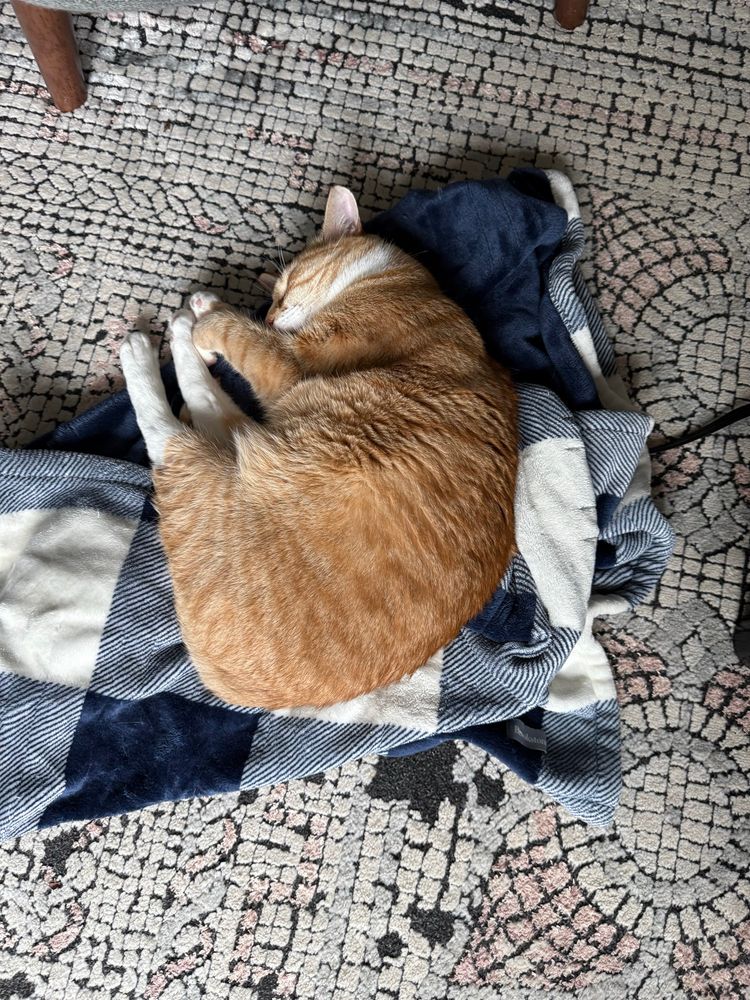 an orange tabby is blissfully sleeping on a blue and white plaid heated blanket 