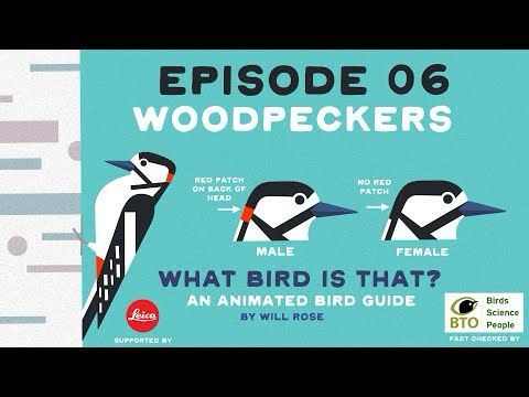 WHAT BIRD IS THAT? EP 06 WOODPECKERS
